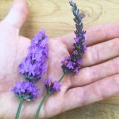 Sensational!™ Lavender -Perennials Sales Store lavender phenomenal flower hand