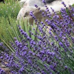 Sharon Roberts English Lavender -Perennials Sales Store lavender sharon roberts 1