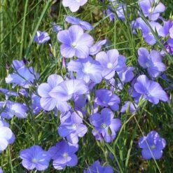 Spanish Blue Flax (Linum) 7 Spanish Blue Flax (Linum) -Perennials Sales Store linum narbonense spanish blue flax 1 cropped