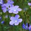 Spanish Blue Flax (Linum) -Perennials Sales Store linum narbonense spanish blue flax 2 cropped