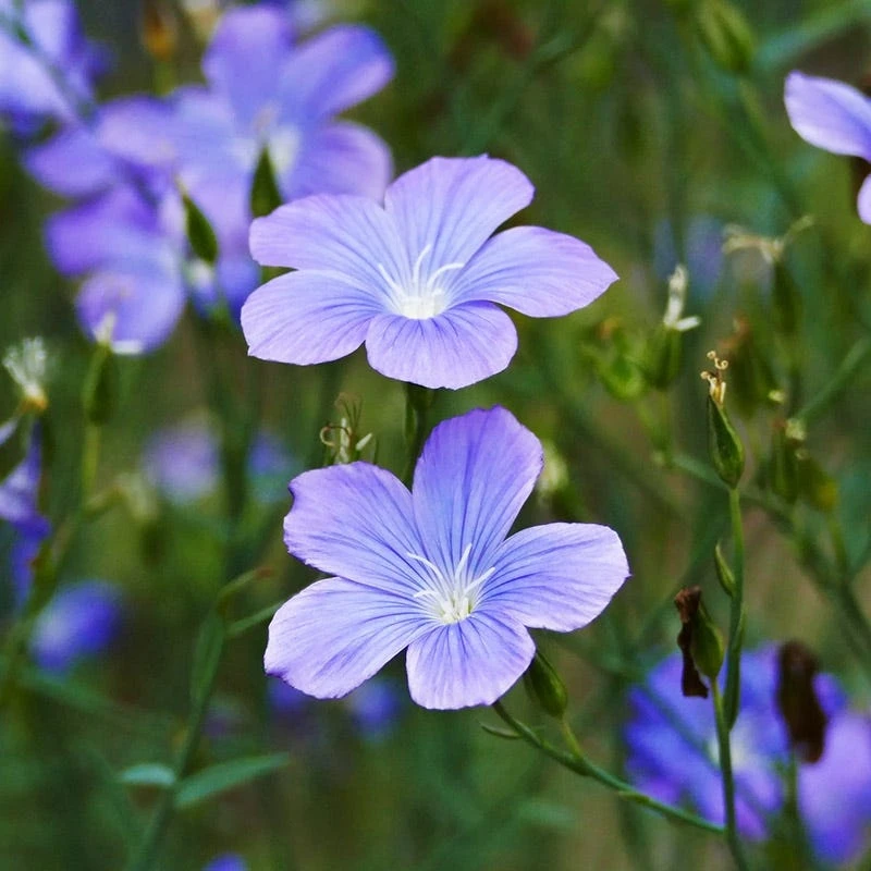 Spanish Blue Flax (Linum) 3 Spanish Blue Flax (Linum)