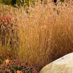 Little Prairie Native Wildflower Seed Mix -Perennials Sales Store little prairie mix blue grama grass bouteloua gracilis