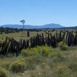 Little Prairie Native Wildflower Seed Mix -Perennials Sales Store little prairie mix bouteloua gracilis meadow