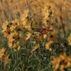 Little Prairie Native Wildflower Seed Mix -Perennials Sales Store little prairie wildflowers with monarch flowers