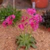 Little Raspberry Lewisia -Perennials Sales Store little raspberry lewisia 1
