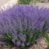 Little Trudy® Nepeta -Perennials Sales Store little trudy nepeta bush undaunted garden 1