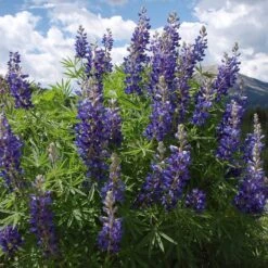 High Country Meadow Native Wildflower Seed Mix -Perennials Sales Store lupine mountainside