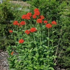 Maltese Cross (Silene) -Perennials Sales Store lychnis chalcedonica 3