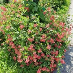 Major Wheeler Honeysuckle Vine -Perennials Sales Store major wheeler honeysuckle vine 2 1