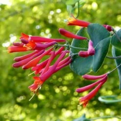 Major Wheeler Honeysuckle Vine -Perennials Sales Store major wheeler honeysuckle vine c