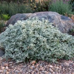 Silver Edged Horehound (Marrubium) -Perennials Sales Store marrubium rotundifolium david winger1 plant select cropped