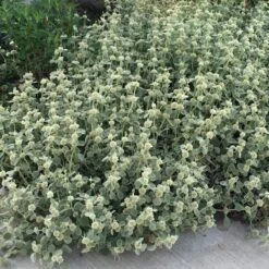 Silver Edged Horehound (Marrubium) -Perennials Sales Store marrubium rotundifolium silver edged horehound cindy jewell 3