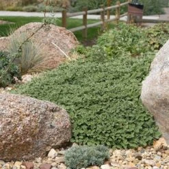 Silver Edged Horehound (Marrubium) -Perennials Sales Store marrubium rotundifolium plant select cropped