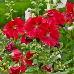 Mars Magic Single Hollyhock -Perennials Sales Store mars magic single hollyhock alcea rosea walters garden flowers