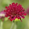 Mars Midget Pincushion Flower -Perennials Sales Store mars midget pincushion flower knautia macedonica