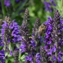May Night Salvia -Perennials Sales Store may night savlia bee