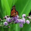 Meadow Blazing Star (Liatris) -Perennials Sales Store meadow blazing star monarch on liatris ligulistylus