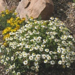 Perennials Sales Store -Perennials Sales Store melampodium leucanthemum 82609 2 1 1