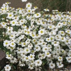 Blackfoot Daisy (Melampodium) -Perennials Sales Store melampodium leucanthemum 82609 1