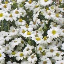 Blackfoot Daisy (Melampodium) -Perennials Sales Store melampodium leucanthemum close up 1