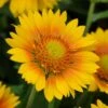 Mesa™ Peach Gaillardia -Perennials Sales Store mesa peach gaillardia garden flower bloom