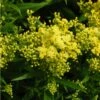 Little Lemon Goldenrod (Solidago) -Perennials Sales Store mike davy solidago little lemon goldenrod 1 1