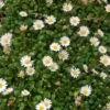 Miniature Mat Daisy (Bellium) 1 Miniature Mat Daisy (Bellium) -Perennials Sales Store miniature mat daisy