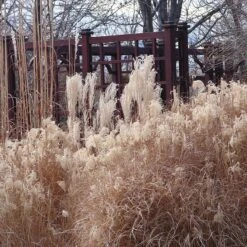 Gracillimus Miscanthus Grass -Perennials Sales Store miscanthus ornamental grass winter