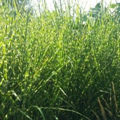 Gold Breeze Miscanthus Grass -Perennials Sales Store miscanthus gold breeze 2 cropped