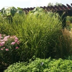 Gold Breeze Miscanthus Grass -Perennials Sales Store miscanthus gold breeze 3 cropped