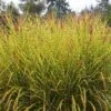 Gold Breeze Miscanthus Grass -Perennials Sales Store miscanthus goldbreeze sbn 01 cropped