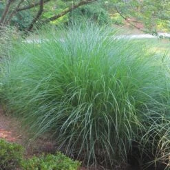 Gracillimus Miscanthus Grass -Perennials Sales Store miscanthus gracillimus hni 02 cropped