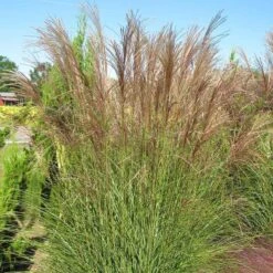 Gracillimus Miscanthus Grass -Perennials Sales Store miscanthus gracillimus hni 03 cropped