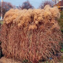 Gracillimus Miscanthus Grass -Perennials Sales Store miscanthus gracillimus walters gardens cropped