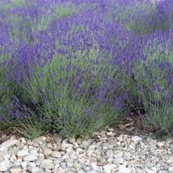 Mitcham Gray English Lavender -Perennials Sales Store mitcham gray english lavender 1