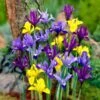 Dwarf Specie Iris Mix (Mini Iris) -Perennials Sales Store mixed specie iris visi09644