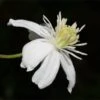Mongolian Snowflakes (Clematis) -Perennials Sales Store mongolian snowflakes clematis white 1