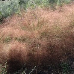 Undaunted® Ruby Muhly Grass -Perennials Sales Store muhlenbergia reverchonii 3