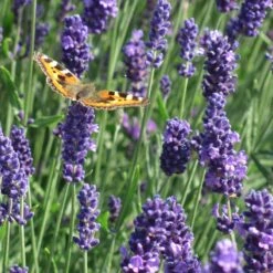 Munstead Violet English Lavender -Perennials Sales Store munstead violet english lavender meadow pollinator