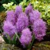 Cotton Candy Grape Hyacinth -Perennials Sales Store muscari comosum plumosum cotton cany grape hyacinth 1 cropped