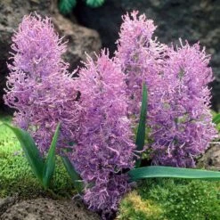 Cotton Candy Grape Hyacinth -Perennials Sales Store muscari comosum plumosum cotton cany grape hyacinth 3 cropped
