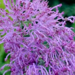 Cotton Candy Grape Hyacinth -Perennials Sales Store muscari comosum plumosum cotton cany grape hyacinth close up cropped