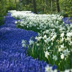 Thalia Daffodil 7 Thalia Daffodil -Perennials Sales Store narcissus thalia muscari armen 2