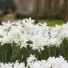 Thalia Daffodil -Perennials Sales Store narcissus thalia with hyacinth