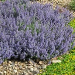 Select Blue Nepeta -Perennials Sales Store nepeta faassenii select blue delosperma nubiginum