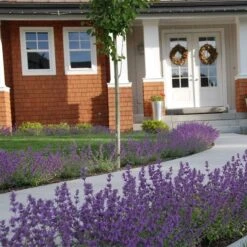 Little Trudy® Nepeta -Perennials Sales Store nepeta little trudy catmint must credit plant select 1