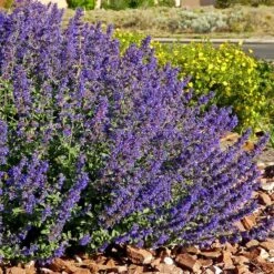 Walker's Deep Blue Nepeta -Perennials Sales Store nepeta walkers dark blue 4 cc cropped