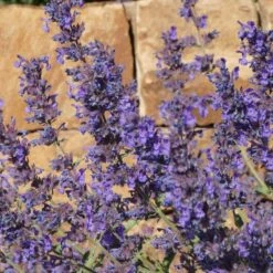 Walker's Deep Blue Nepeta -Perennials Sales Store nepeta walkers dark blue close up of flwr cropped