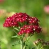 New Vintage™ Red Yarrow -Perennials Sales Store new vintage red yarrow achillea