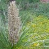 Green's Beargrass (Nolina) -Perennials Sales Store nolina texana in bloom delosperma nubigenum
